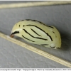 coen leander pupa1 volg1